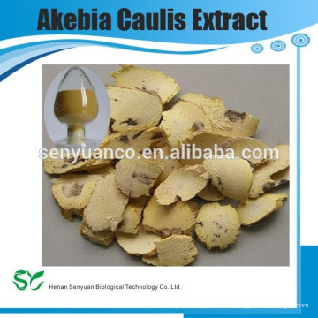 Heißer Verkaufs-Qualitäts-Akebia-Caulis-Extrakt